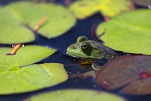 A green bullfrog with large bulbous eyes pokes its head out of a pond between large lilypads.
