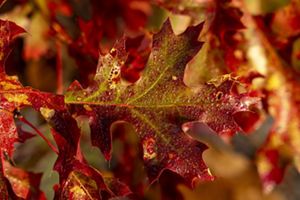 An oak leaf's overall crimson color contrasts with light green along the veins.