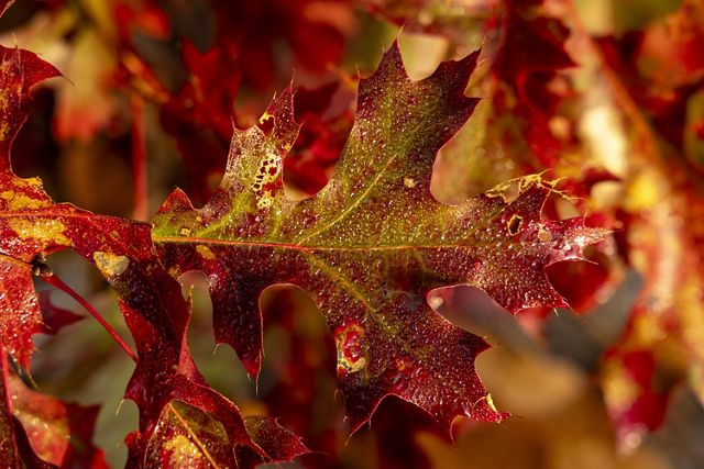 A leaf boasts red and orange colors.