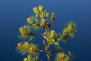Stiff, green pine needles and cones on a tree branch against a blue background.