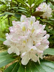 A grapefruit-sized cluster of white flowers with pink highlights and gold flecks. 