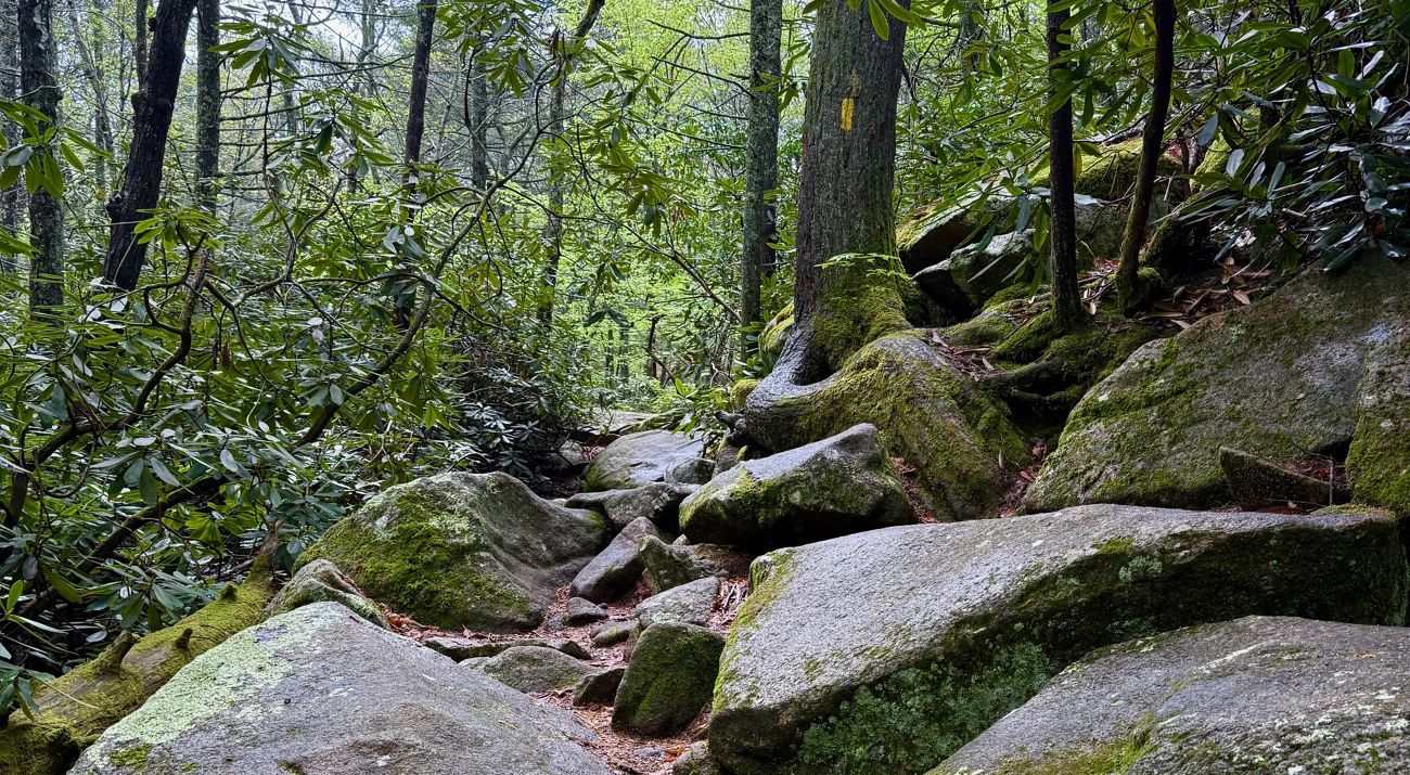 A yellow blaze on a tree trunk marks a rugged path over smooth granite boulders between tall rhododendrons.