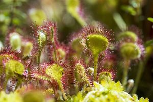 A group of small, green, lobed plants covered with sticky, pink glands arranged like a pincushion. 