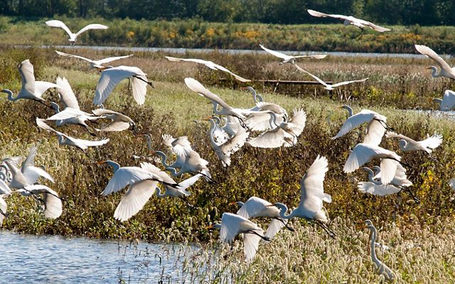 A flock of white birds takes flight over a wetland. 