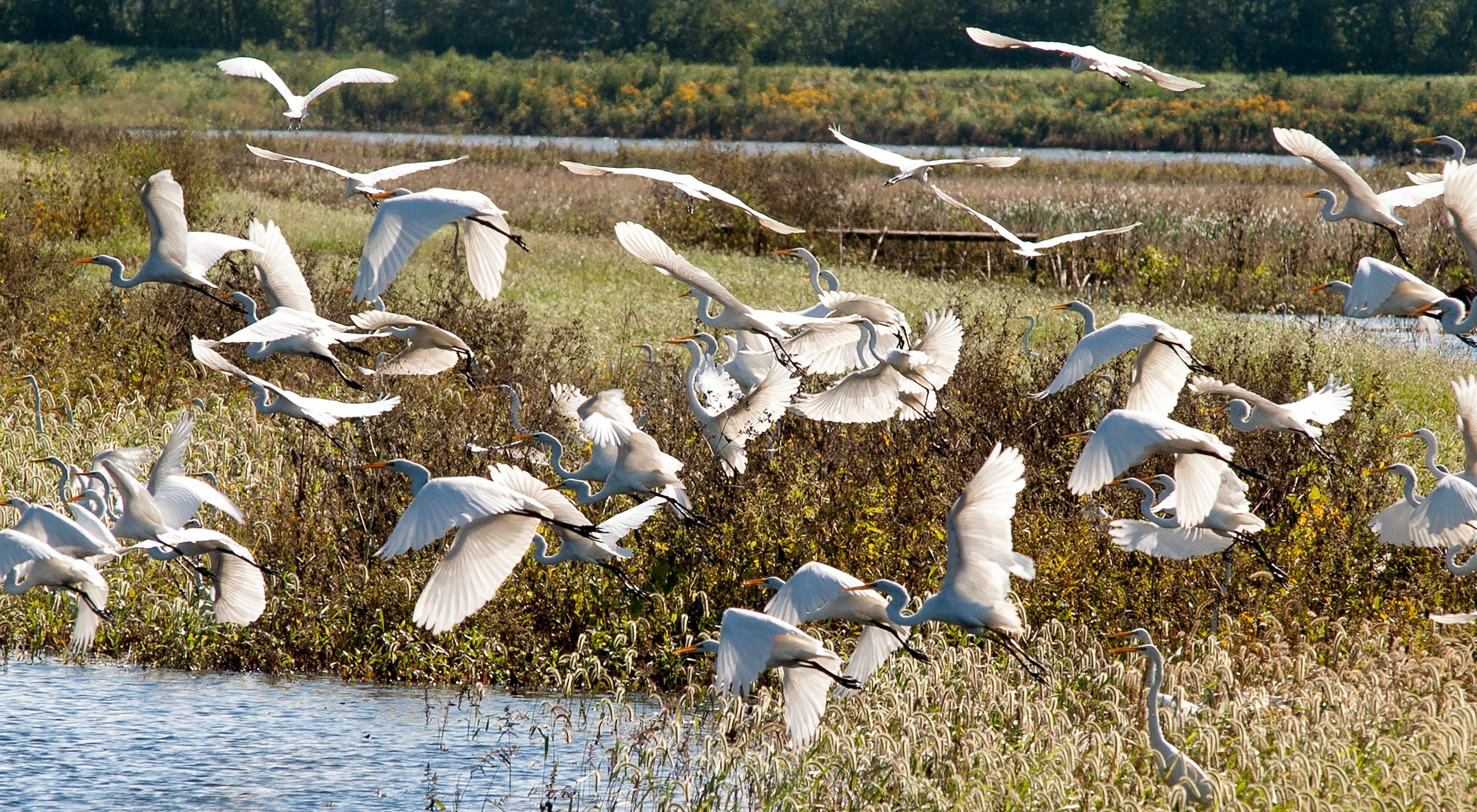 A large flock of white waterbirds takes off in flight over a marshland.