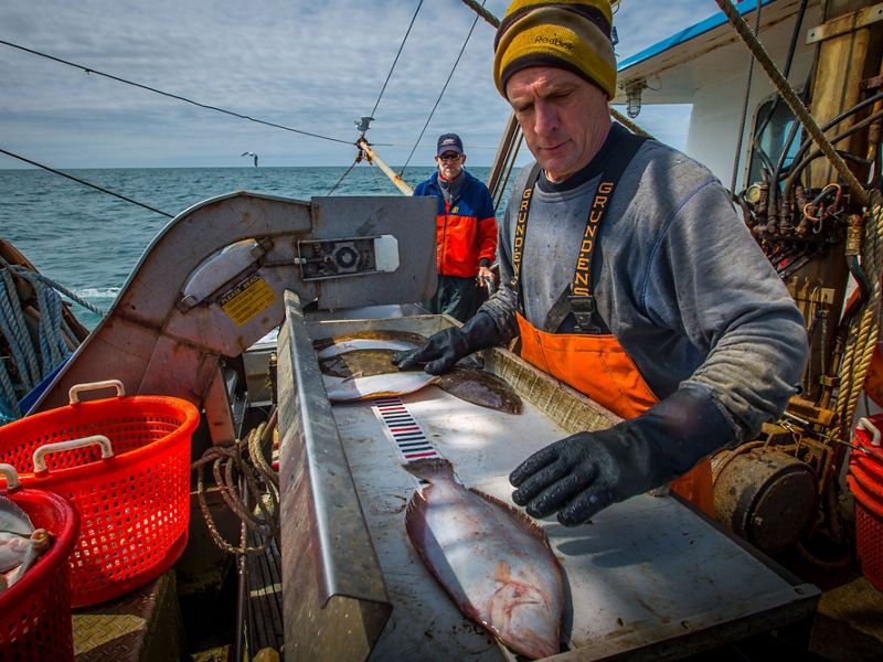 Men working on a fishing boat processing fish.