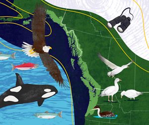 An illustration of birds, whales, and fish drawn over a map of the Pacific Northwest.
