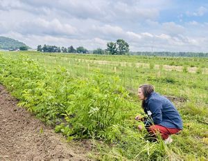 Person crouching in an elderberry field beneath cloudy skies.