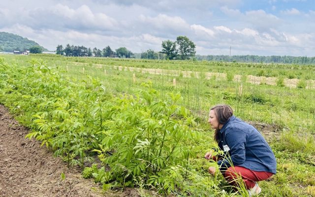 Person crouching in an elderberry field beneath cloudy skies.