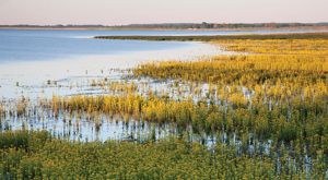 Colorful yellow and green plants grow in the waters of the Emiquon wetlands.