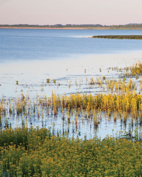 A view over the water at Emiquon with yellow aquatic plants in bloom.