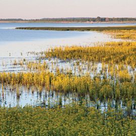 Shoreline of wetlands with yellow and green wetland plants.