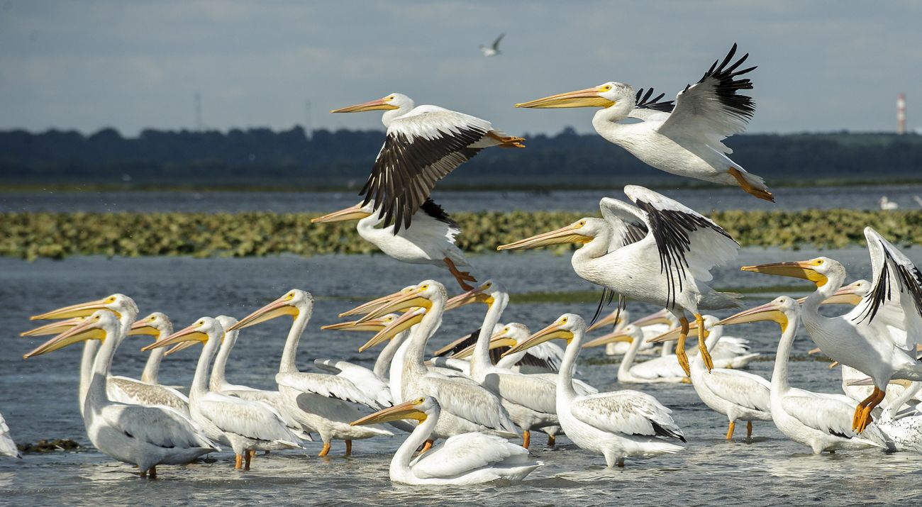 A flock of migrating pelicans takes flight at TNC's Emiquon Preserve.