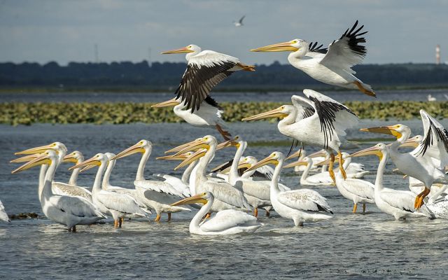 A flock of white pelicans gathering over a wetland.