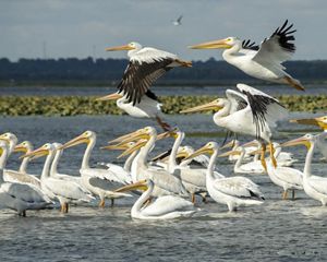 A large flock of long-necked white birds takes flight at The Nature Conservancy's Emiquon preserve.