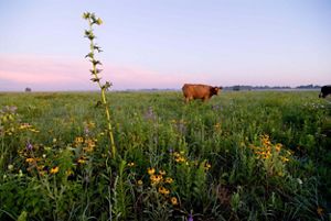 A cow in a pasture of grasses and wildflowers.