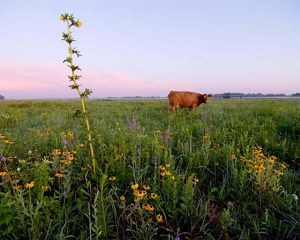 Cows in a field of wildflowers.