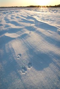 View looking across a snow-covered landscape with animal tracks leading toward a forest in the far distance.