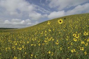A field of sunflowers at Niobrara Valley Preserve.