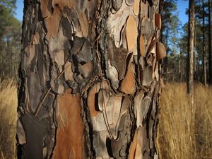 Closeup view of the peeling bark of a tree in multiple shades of brown.