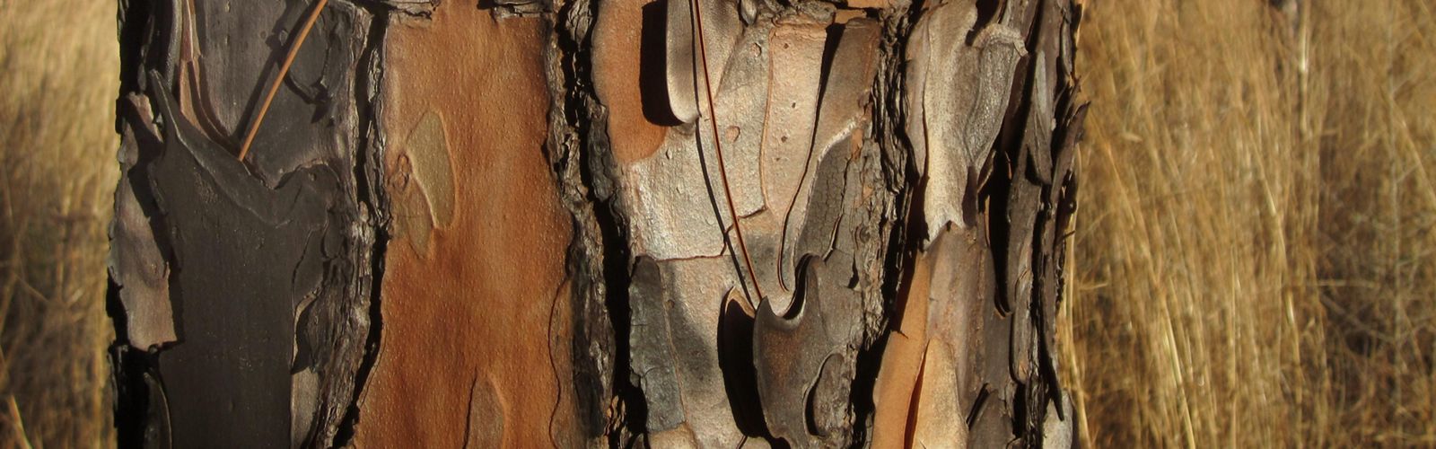 A tree trunk reveals bark of different shades.