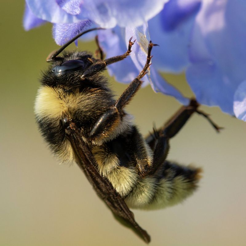 A black and yellow bumblebee rests on a lavender-colored flower.