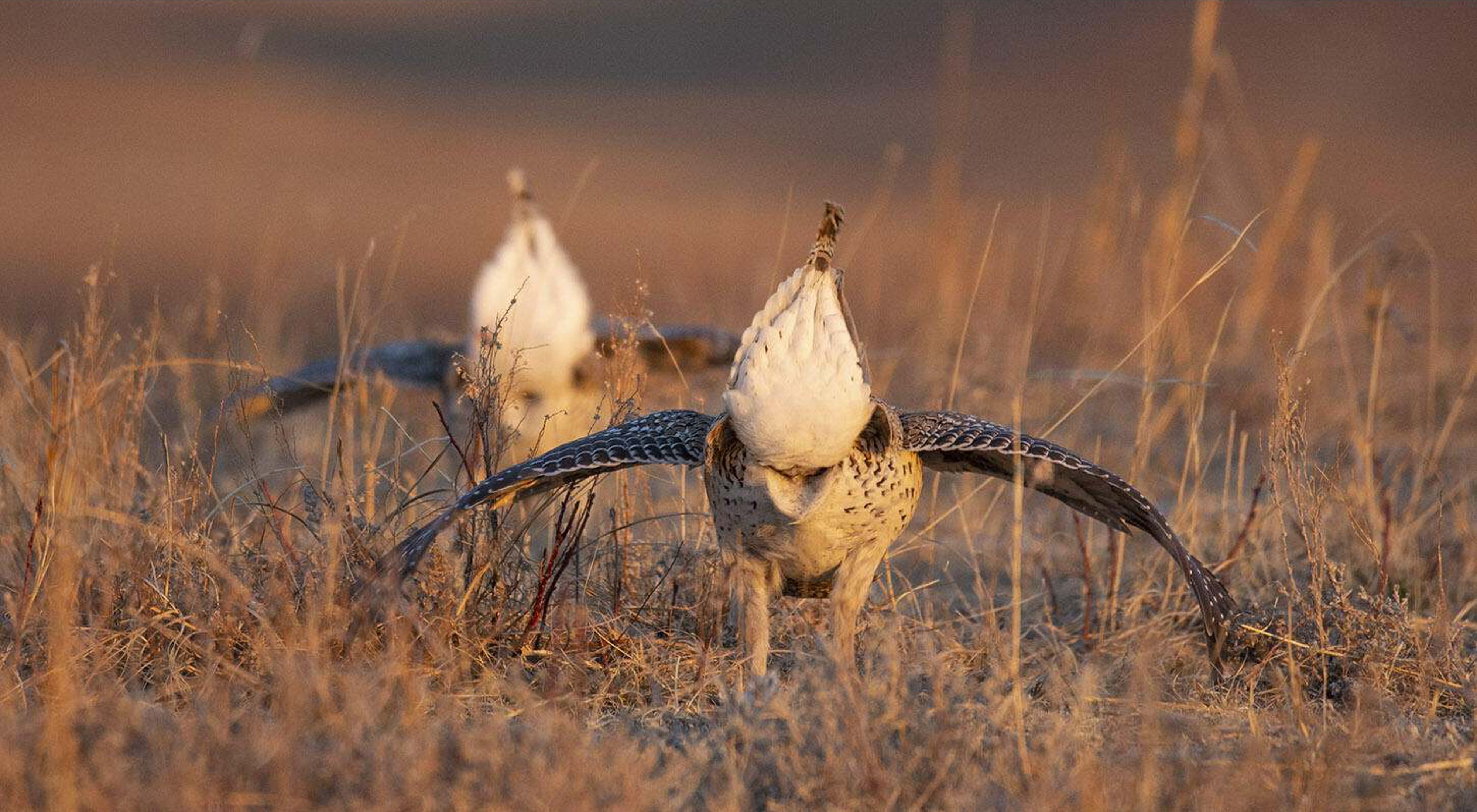Sharp tailed grouse in mating display.