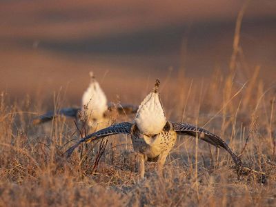 Sharp tailed grouse in courtship display.