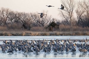 Sandhill cranes gather in shallow water. Three cranes take flight in the air above.