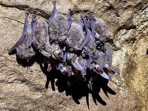 Group of bats hanging from a cave.