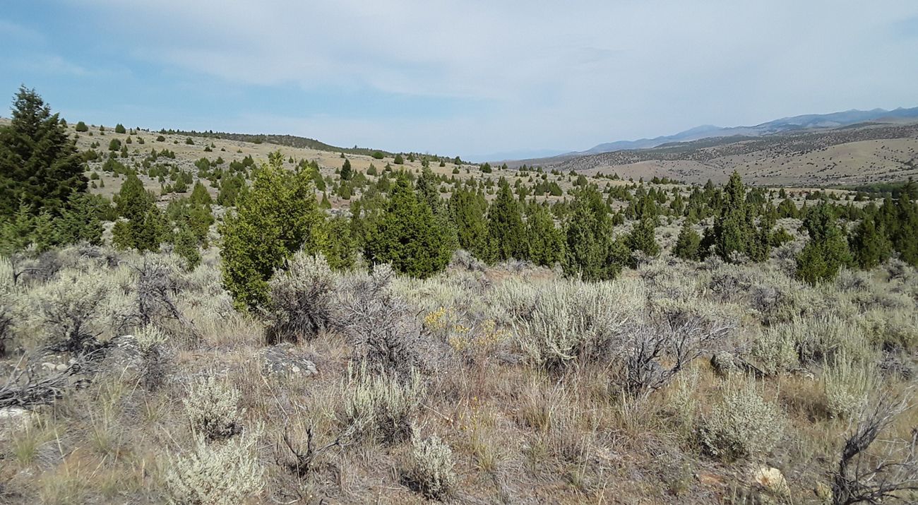 Sagebrush habitat in foreground with trees in background.