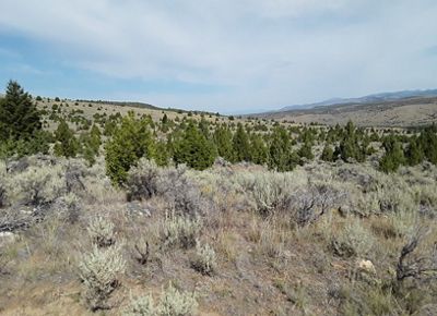 Conifer trees growing in sagebrush landscape.