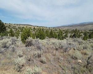 Trees growing in sagebrush landscape.