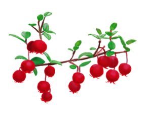 Ilustración de Murta, planta endémica presente en la Reserva Costera Valdiviana, de pequeños frutos rojos que cuelgan de ramas de hojas verdes. 