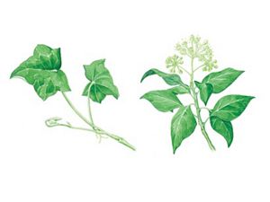 Two illustrations, three-lobed leaves on a thin twisting vine and a group of leaves around a central cluster of small white blossoms.