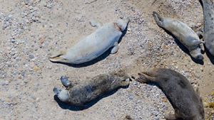 An aerial photo features four seals lying on the beach, including one with a deep gash around its neck
