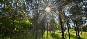 The sun peeking through tall trees in a lush green forest.