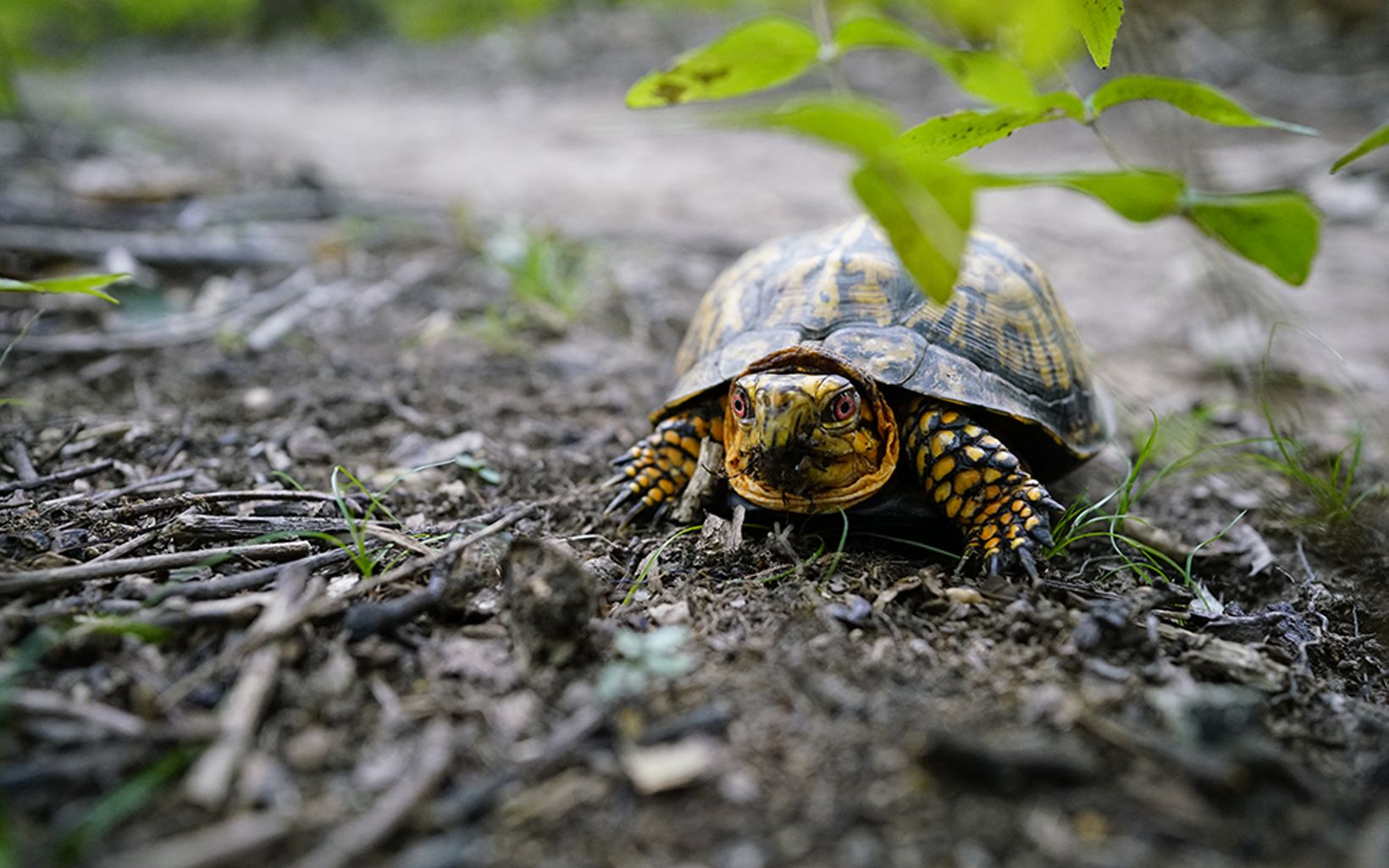 A turtle with yellow and black markings stands on a dirt path that is covered with little sticks.
