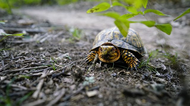 Edge of Appalachia Preserve System | The Nature Conservancy