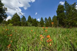 Wildflowers in a prairie.