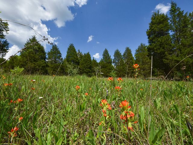 Red wildflowers dot the open field of wildflowers. Blue skies and fluffy white clouds shine above.