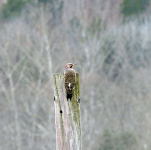 A Northern flicker bird standing on a post with a forest in the background.