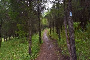 A trail surrounded by lush greenery.