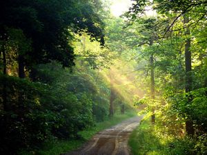 A beam of sunlight shines through the green foliage of the forest, over a small dirt country road.