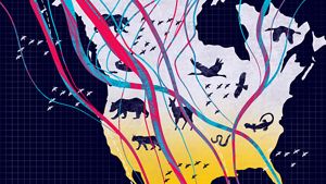 Illustration showing North America with lines across it and silhouettes of different animals, simulating their migration patterns.