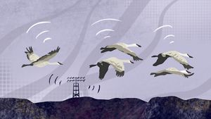 Illustration showing large white birds in flight near a wildlife tracking station.