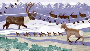Illustration showing larges mammals like caribou running in a herd with mountain ranges and hoof prints layered.