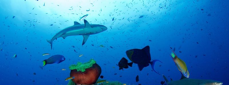 Sharks and tropical fish swim above a colorful coral reef.