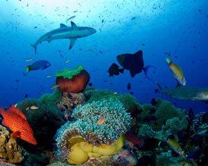 Eric_Madeja_Papua_New_Guinea_3982_x_2655