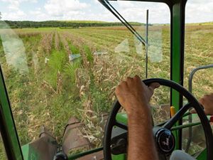 A farmer steering a tractor through fields of corn